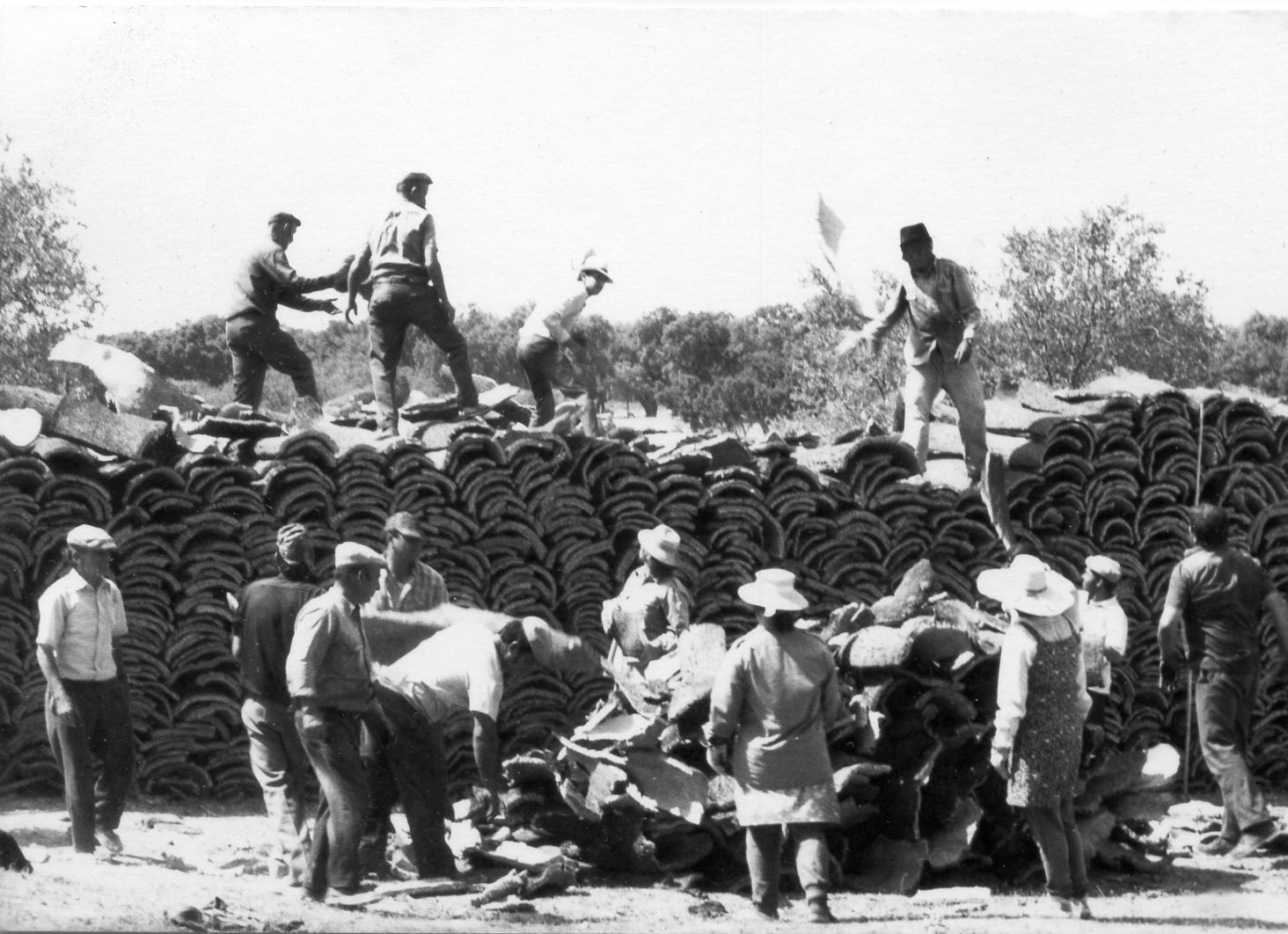 All cork stories begin in the montado